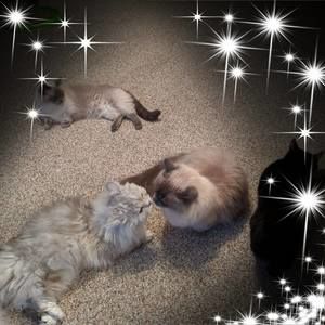 Meet your Posher, Deborah